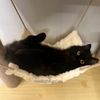 bloomrichcatspa.salon