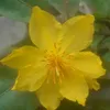 ngoc_mai60b