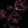 fatimah.hamdan3