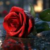 miran_231010