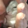 turtle.yn5