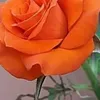 user1993ahmad