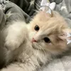 polina.mykh