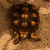 AnimaLInc