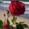 rosedorient0