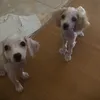 yeupoodle9x