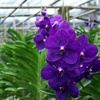 orchidaflower11