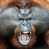 chumpalumpa12