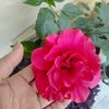 slgun.cicekler