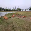 jonasdiaas