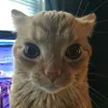 khomat_vovavovan