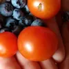 tomate11701