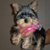 yorkies.world