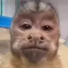 luasjf7_