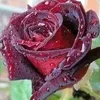 aftab.khan9742