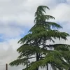 lelija___