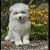 bhootu_the_samoyed