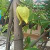 wa.doyeng