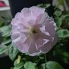 apalah_1020