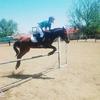 showjumping_edits145