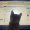 kitty_t9v