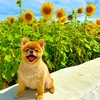 ポメラニアンのムギ🐶🌻