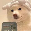 kaush_ly_