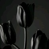 blacktulip370