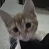 percinnamonix