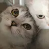 vincekqjks