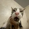 memeXD