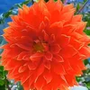 ahmad_surchi234