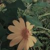 pecelelee.e