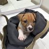 amstaff_uki