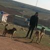 mehmetozkan_besicilik63