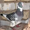 magtta0