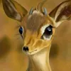 ghazala_1111