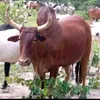 harounakeita754