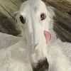 h0shik