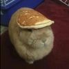 rabbitwithpancake