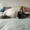 lucia_852