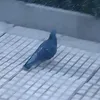 pu_pou_