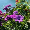 amna07974
