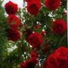 abusaleh.haoladur