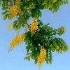 mithila73334