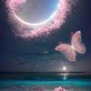 nawal.ali70