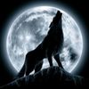 black.wolf9527