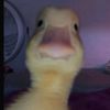 nyilynnhtun1