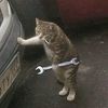 1mr.cat