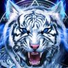 user558109303635